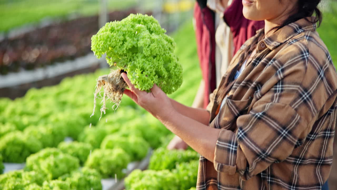 Hydroponic Lettuce Growing in Greenhouse
