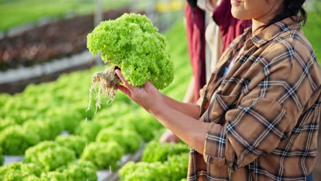 hydroponic lettuce growing in greenhouse