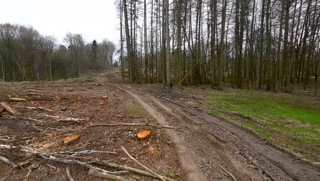 Aerial-flying-over-dirt-forest-road-revealing-sawn-timber,-stumps,-and-tree-logs-after-wood-cutting
