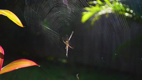 Araña-Cruzada-De-San-Andrés-Sentada-En-El-Centro-De-Su-Telaraña,-Comiendo-Una-Mosca