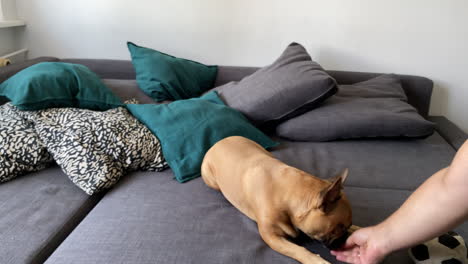 French-bulldog---The-dog-eats-the-treats-from-his-hand,-polite-dog-presents-tricks,-slow-motion-at-home-bed