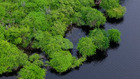 Drone-parallax-around-overgrown-mangrove-estuary-vegetation-in-reservoir