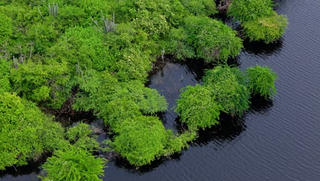 drone parallax around overgrown mangrove estuary vegetation in reservoir