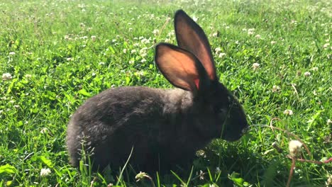 black rabbit in a grassy field