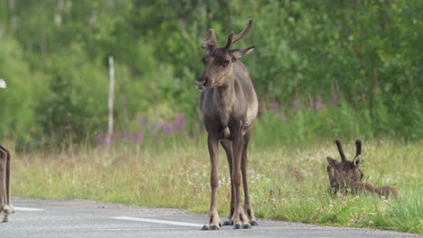 Mountain-Caribou-Standing-On-The-Highway-In-Daytime