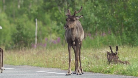 mountain caribou standing on the highway in daytime