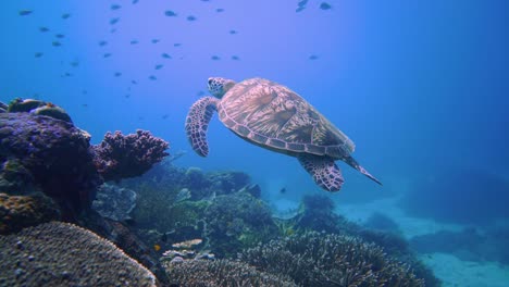 swimming green turtle above coral gardens