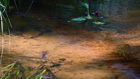 Colorful-male-demoiselle-dips-into-stunningly-beautiful-and-clear-creek