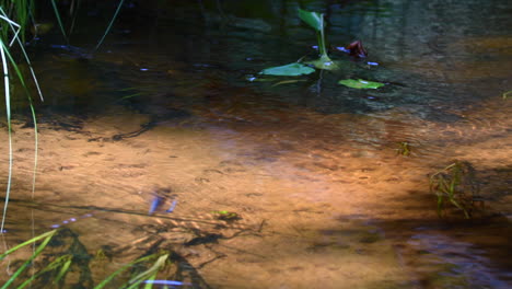 el colorido macho demoiselle se sumerge en un arroyo increíblemente hermoso y claro.