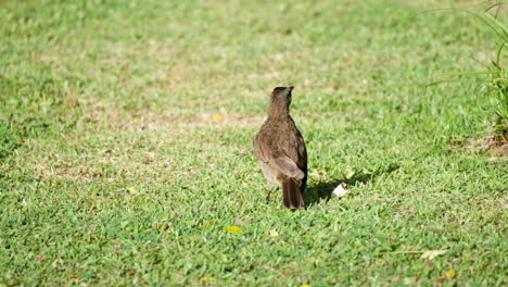 Alarmed-yellow-vented-bulbul-bird-flies-up-from-green-clipped-grass-lawn---rear-view
