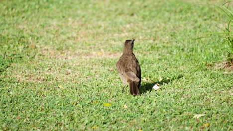 alarmado pájaro bulbul de ventilación amarilla vuela desde el césped verde recortado - vista trasera