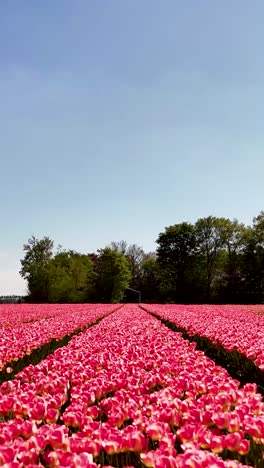 pink tulip field under a clear blue sky