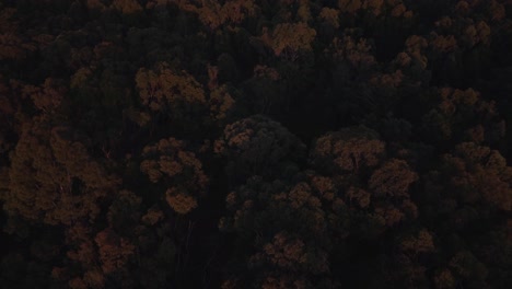 silhouetted gum trees at early dawn in rural australia under dim orange sky before sunrise, textured aerial establishing natural backdrop background