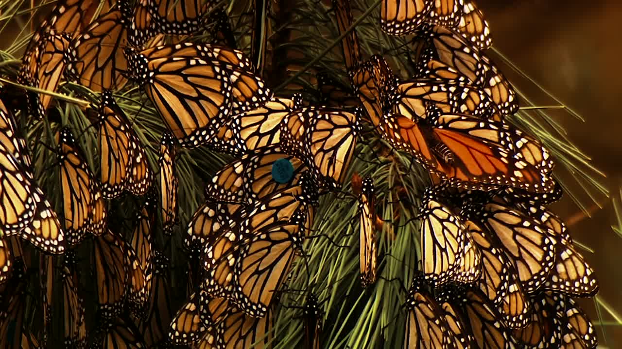 primeros planos de muchas mariposas monarca sentadas en una rama de pino