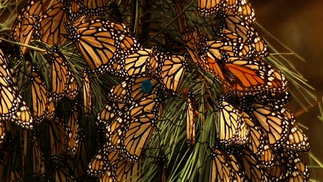 close up shots of many monarch butterflies sitting on a pine tree branch