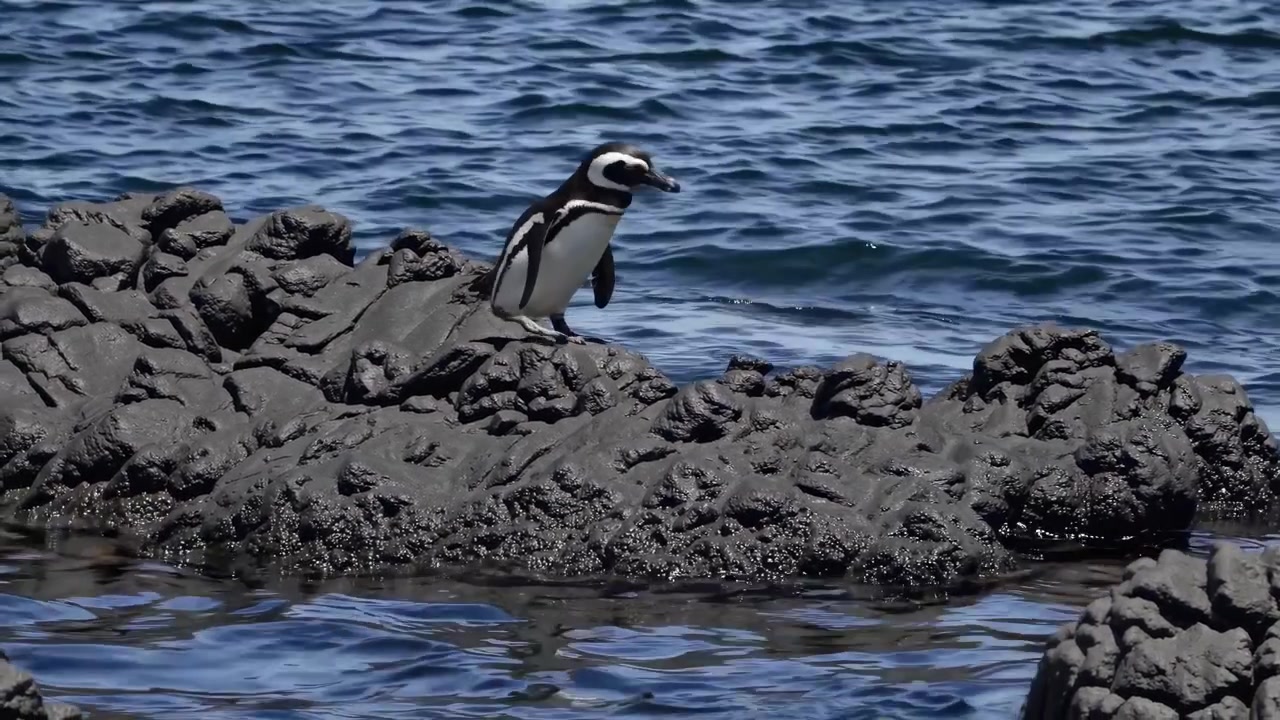Galapagospingvin som står på vulkansk stein ved havet