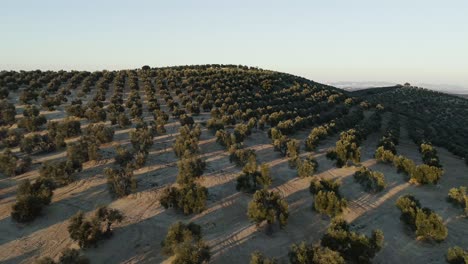 olivos capturados durante la hora dorada