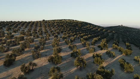 olive trees being captured during golden hour