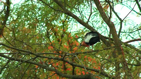 Roter-Und-Grauer-Ibis-Vogel,-Der-Auf-Dem-Ast-Im-Wald-Hockt---Niedriger-Winkel