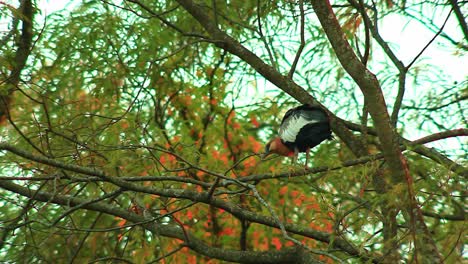 pájaro ibis rojo y gris posado en la rama del árbol en el bosque - ángulo bajo