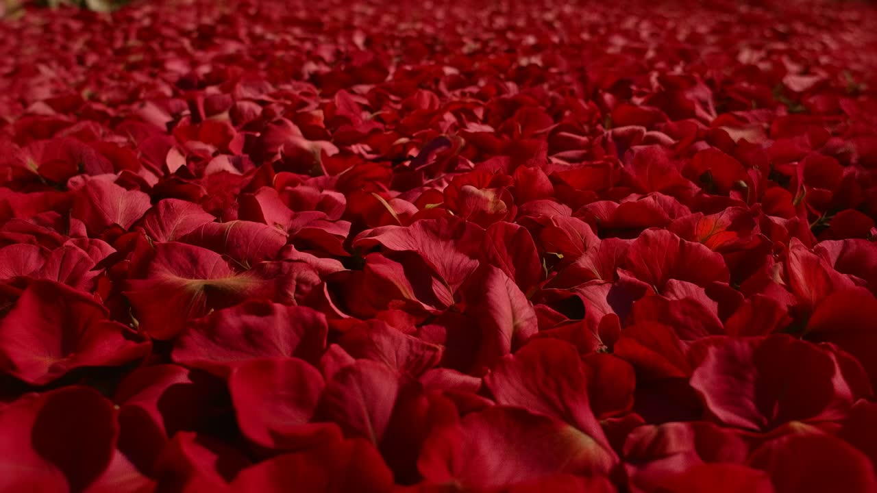 Câmera em movimento revelando um campo denso de pétalas de rosa em vermelho escuro sobre uma mesa, destacando os caules verdes