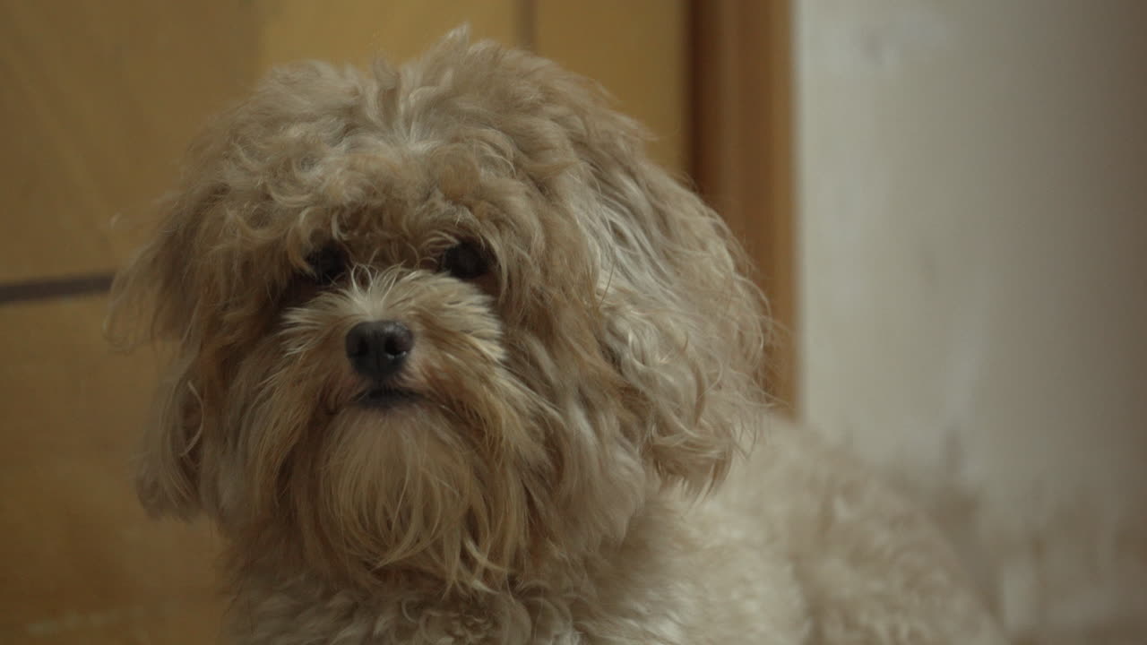귀여운 표정과 혼란 귀여운 강아지
