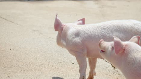 lechones bajo el sol en las tierras de cultivo de anseong