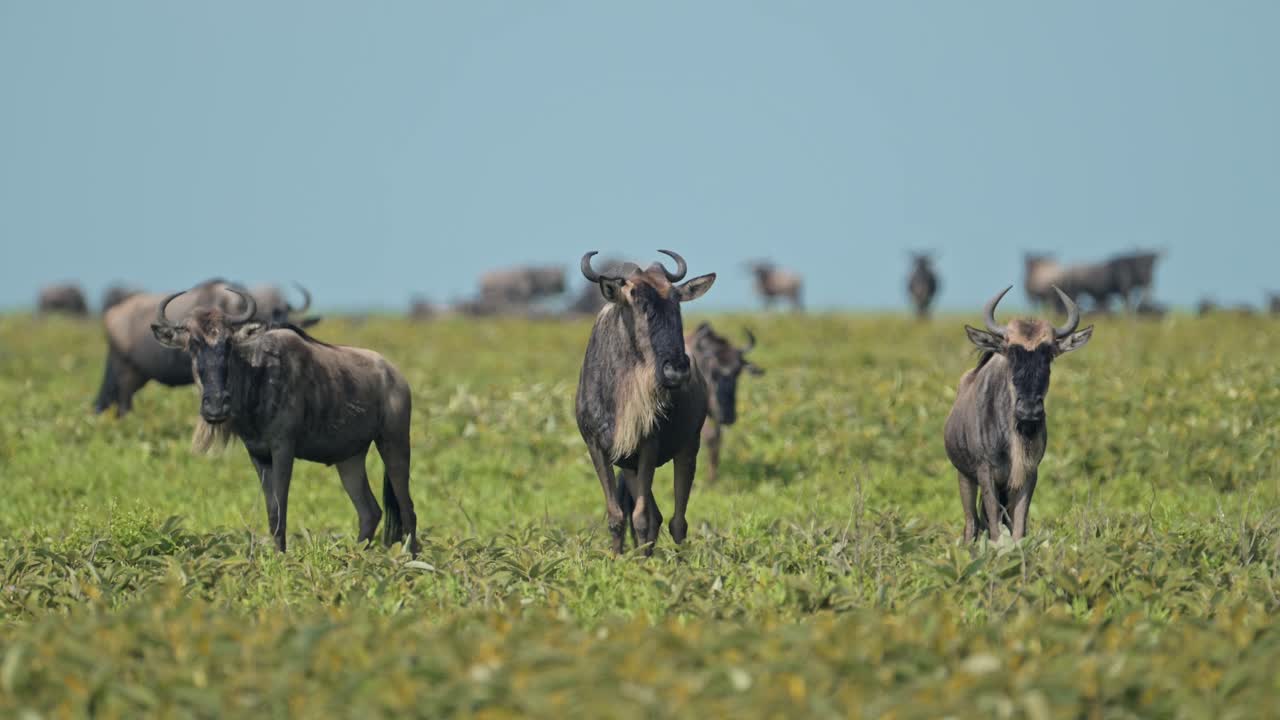 Slow Motion Wildebeest Migration in Serengeti National Park in Africa in Tanzania, Migrating in Green Grass Plains in Lush Greenery on African Animals Wildlife Safari in Sunny Sunshine Clear Blue Sky
