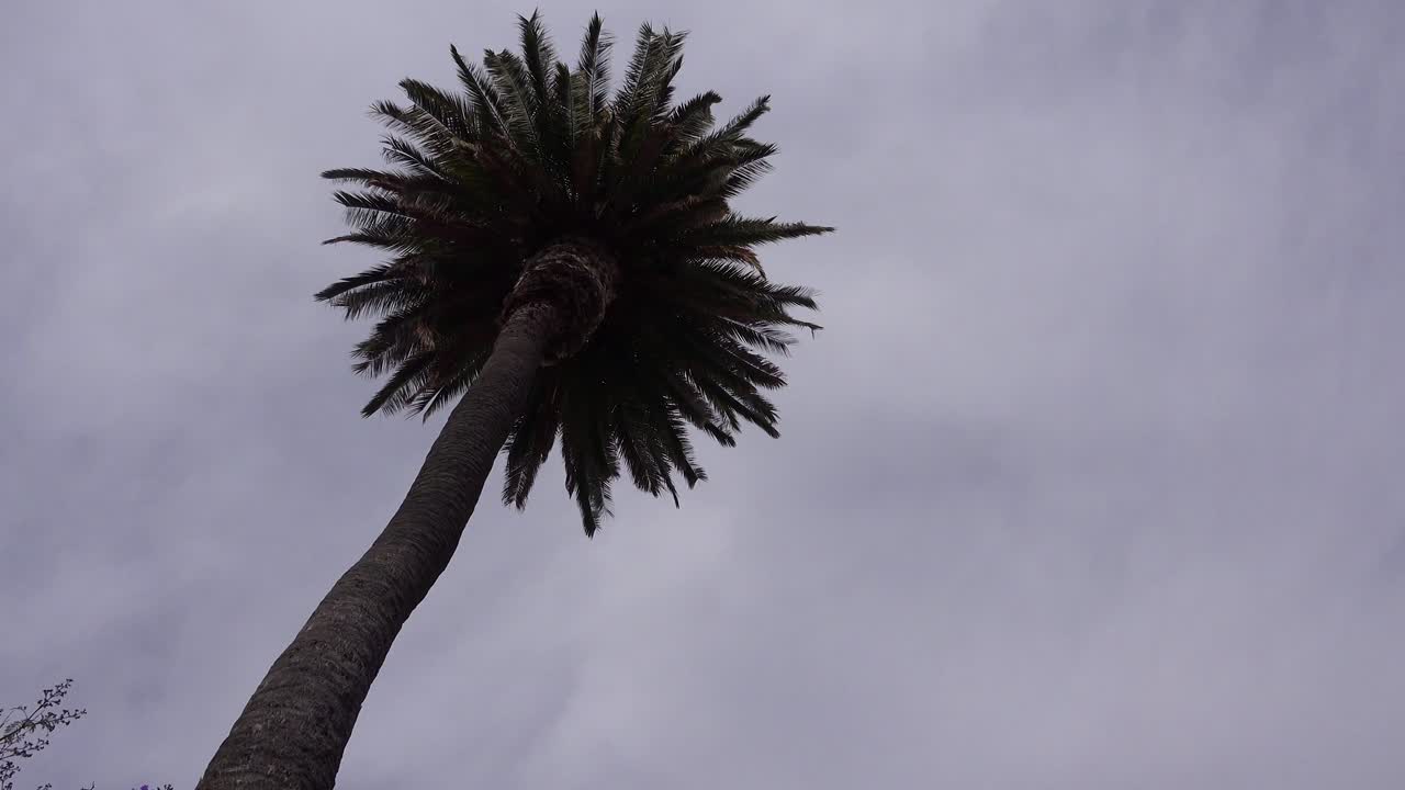 A nice low angle of a palm tree as a generic plane lands silhouetted against the sun in California 2