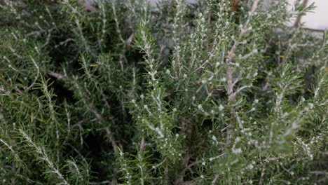 close-up slide from left to right across fresh rosemary growing in a backyard herb garden, ideal for cooking and organic living