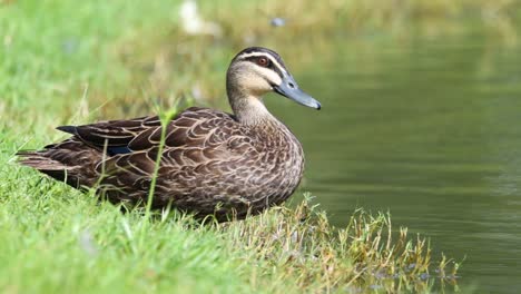 el pato despega, aterriza con gracia en el agua.
