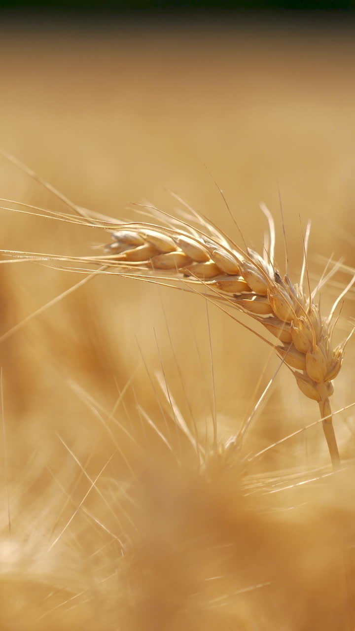 Золотое поле пшеницы