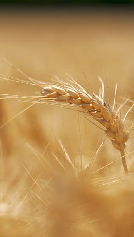 el campo de trigo dorado