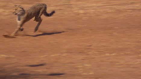 a cheetah running chases a moving target in slow motion attached to a rope at a cheetah rehabilitation center in namibia 1