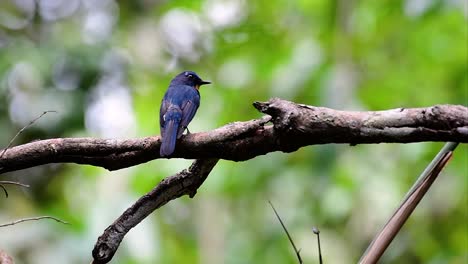 El-Papamoscas-Azul-De-La-Colina-Se-Encuentra-En-Un-Hábitat-De-Gran-Altura,-Tiene-Plumas-Azules-Y-Un-Pecho-Anaranjado-Para-El-Macho,-Mientras-Que-La-Hembra-Es-De-Color-Marrón-Canela-Pálido-Y-También-Con-Un-Pecho-Anaranjado-En-Transición