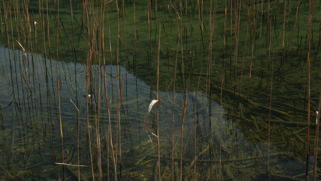 Dried Reeds Reflected On A Tranquil Lake In Berchtesgaden, Germany. High Angle Shot