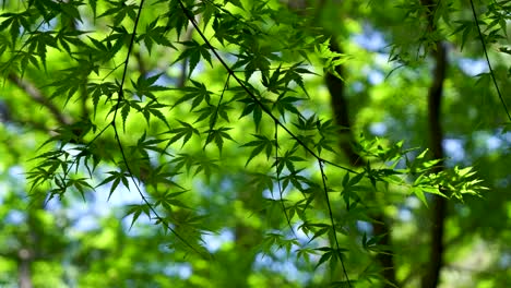 Natural-summer-scenery-in-Japan-with-close-up-of-maple-leaf-tree