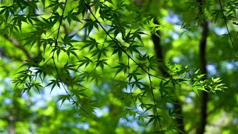 paisaje natural de verano en japón con un primer plano del árbol de hoja de arce