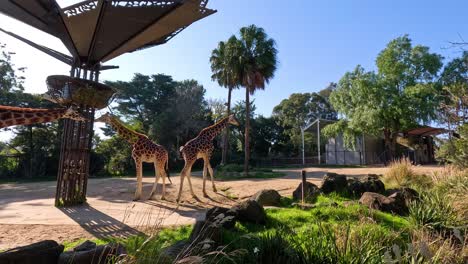 jirafas alimentándose bajo un dosel en el zoológico