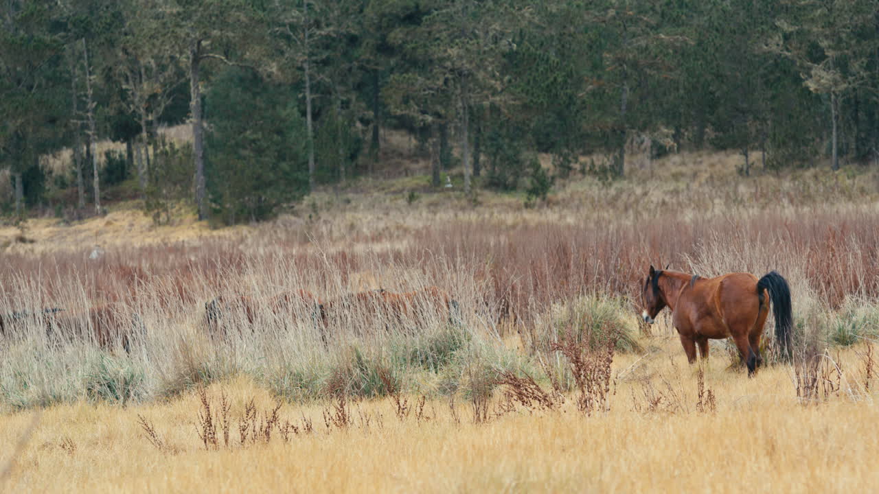 Wild brown horse poops, looks towards camera, then walks away too continue to feed