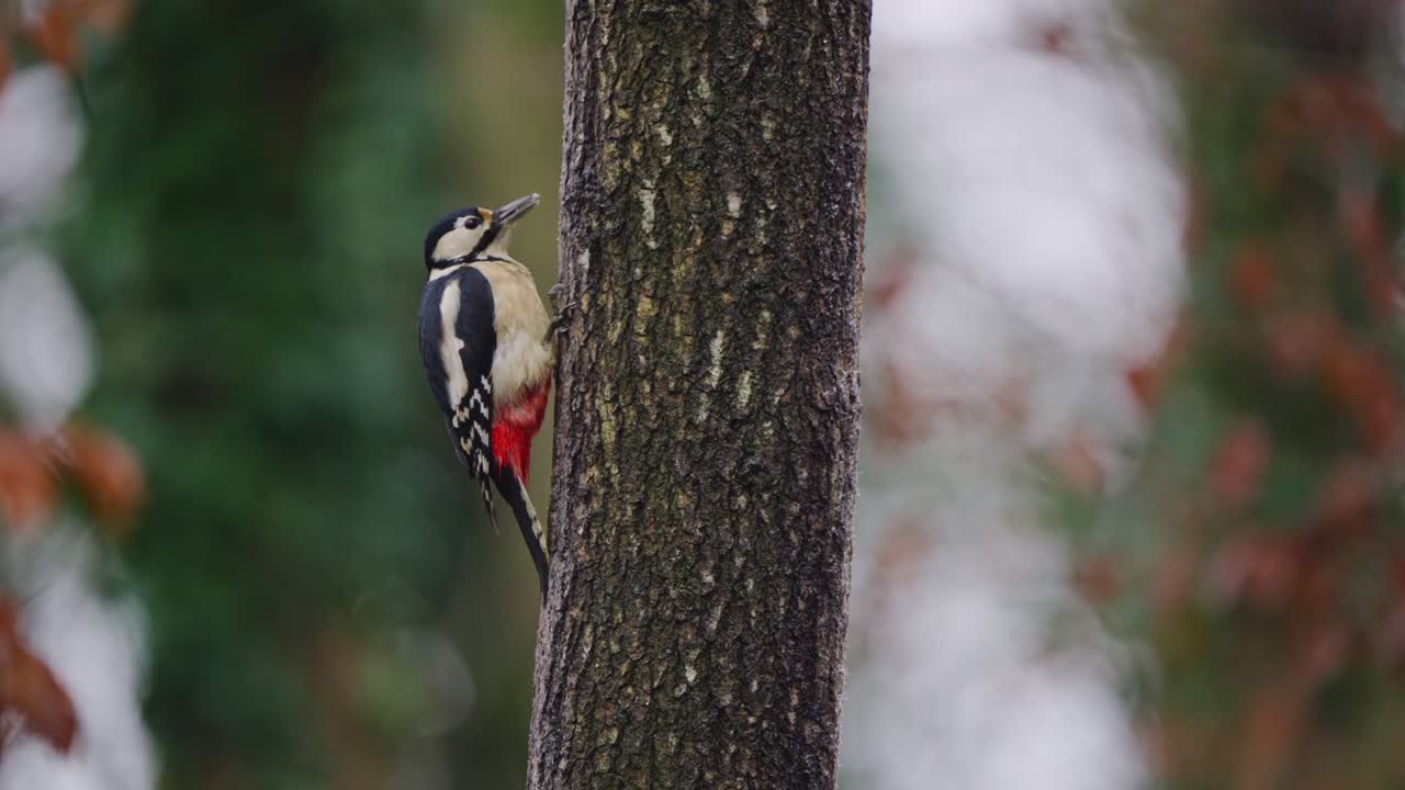 Woodpecker moves along evergreen branch in forest, vibrant foliage and soft background blur
