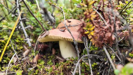 explore the vibrant undergrowth of yakutia, where rare mushrooms thrive amidst the rich foliage, showcasing the beauty of nature's hidden treasures