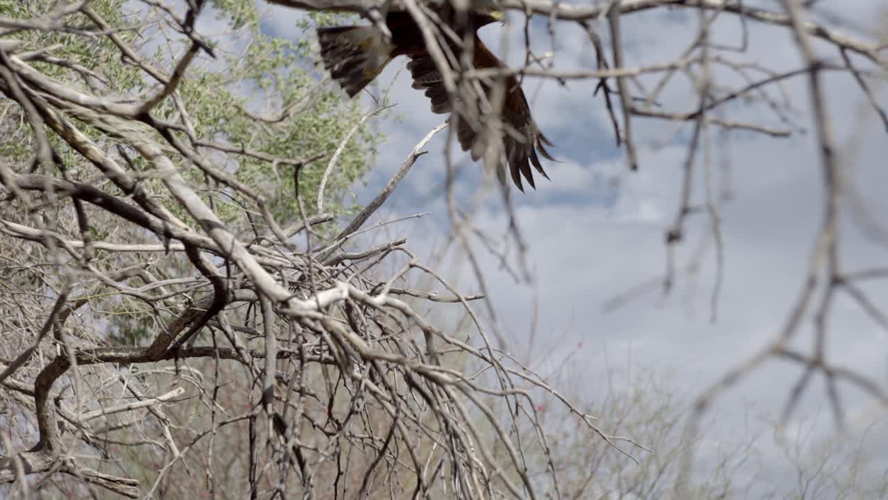 el halcón de harris vuela lejos de la rama de un árbol en un día nublado