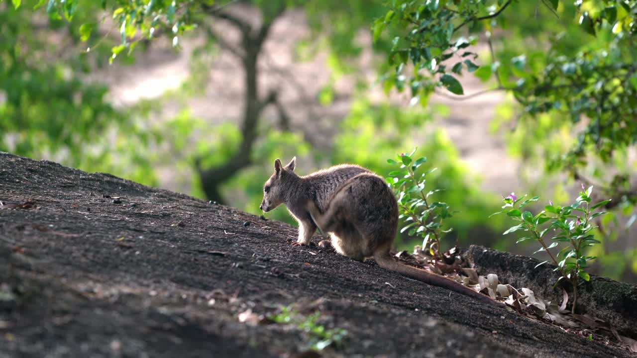 Wallaby delle rocce di Mareeba che si pulisce