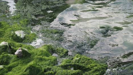 seaweed and rocks on the shore