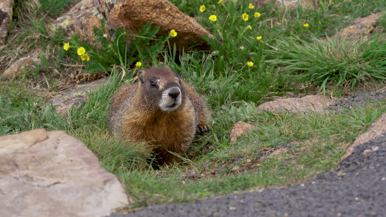 Marmot cautiously digging for food