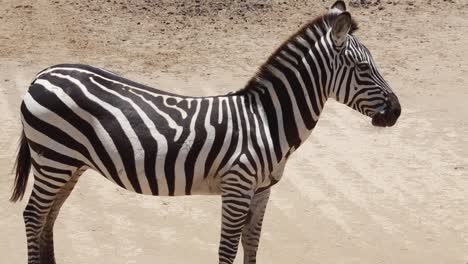 Side-body,-handheld-shot,-of-a-zebra-standing-still-in-a-zoo-like-open-area