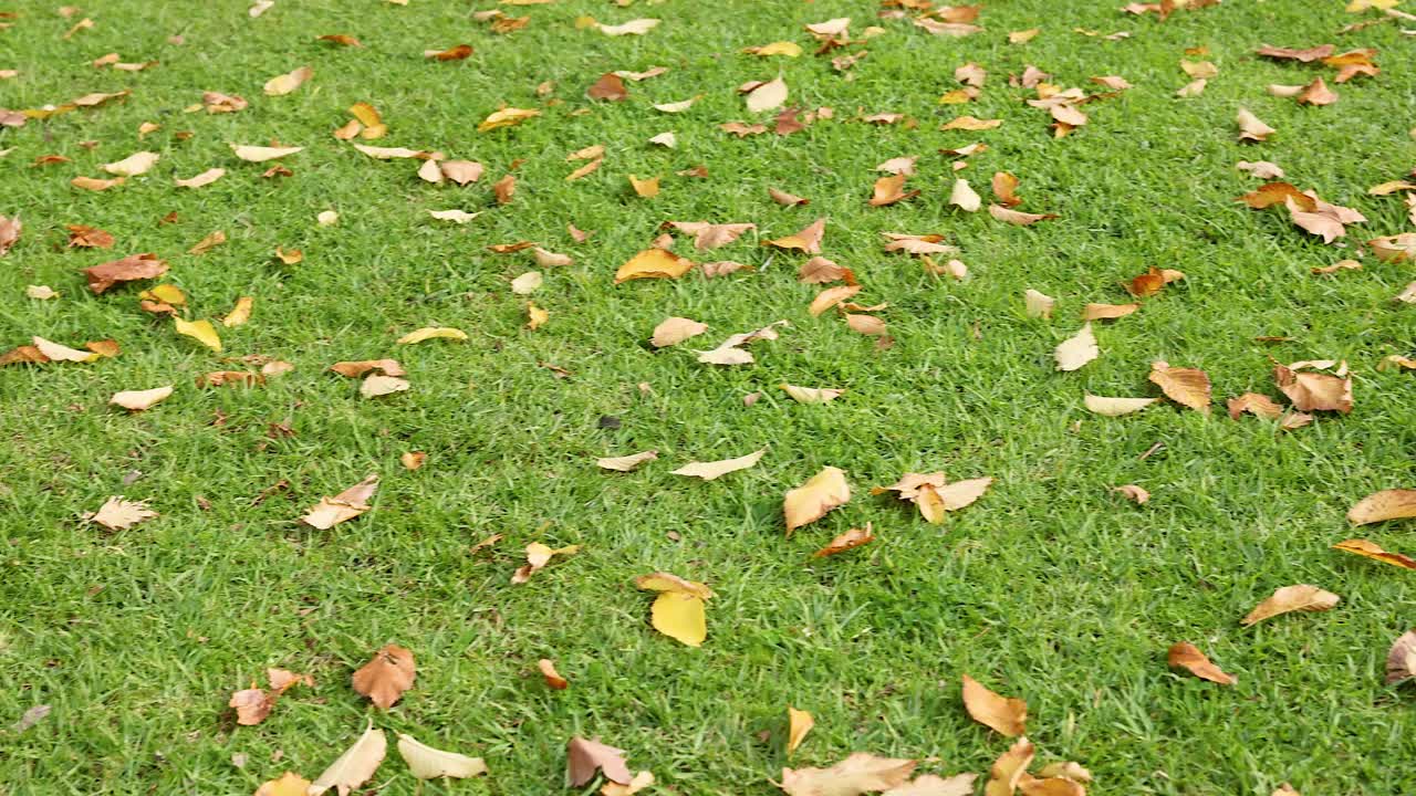 hojas caídas esparcidas por la hierba verde