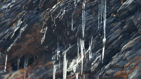 Schmelzwasser-Tropft-Langsam-Von-Den-Zerbrechlichen-Glitzernden-Eiszapfen,-Die-An-Den-Dunklen,-Verdorrten-Felsen-Hängen