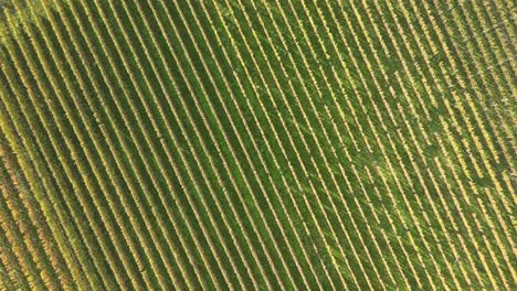 Aerial Drone Top Down shot of the Vineyards in Italy in Autumn